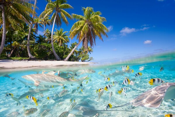 Mar transparente con peces y tiburones