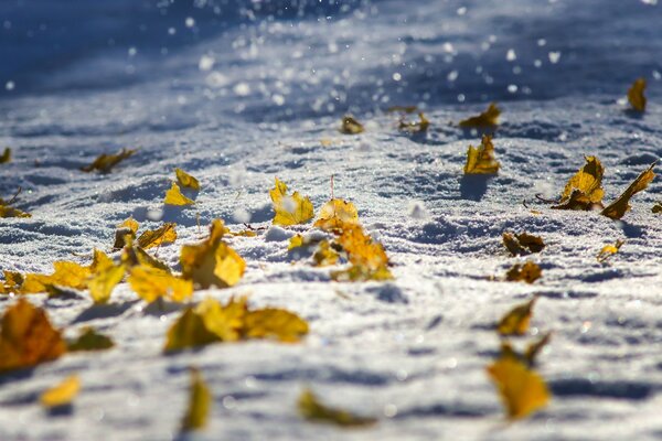 Dernières feuilles mortes en hiver