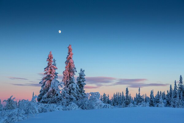 Moonlit, winter sky