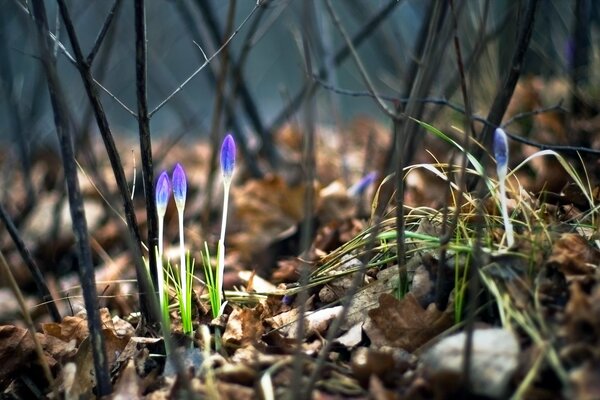 Blühte Prolisken im Frühlingswald