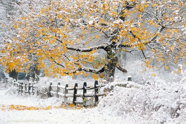 Snow on the yellow leaves of trees