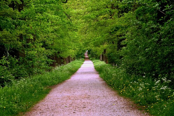 Sendero forestal. Bosque de verano