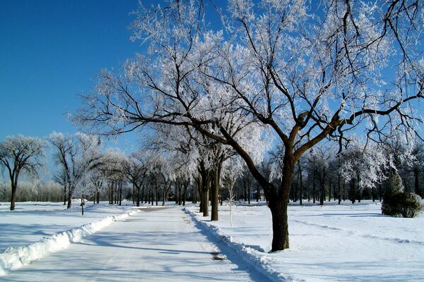 Route de paysage d hiver entre les arbres couverts de neige