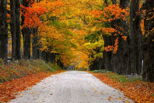 Droga w dal przez korytarz jesiennych liści
