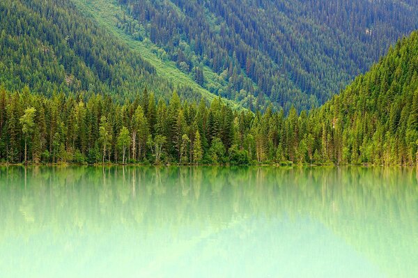 Todos los tonos de verde en el lago de montaña