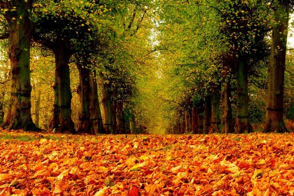 The road in the park. A walk through colorful autumn places