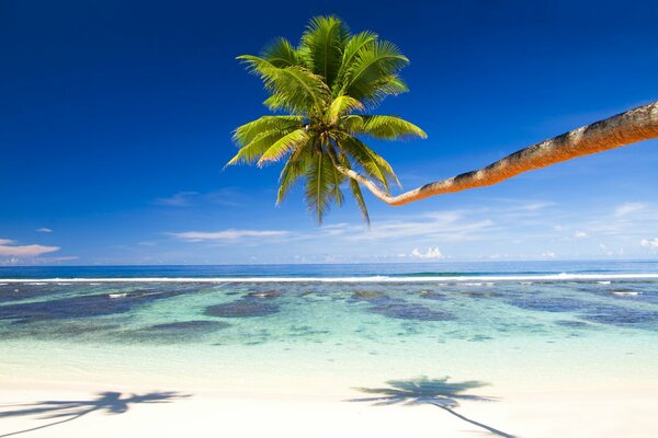 Un palmier solitaire pend magnifiquement sur le sable blanc de la côte d Azur