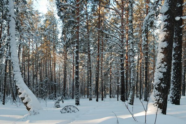 Foto della foresta invernale nella neve