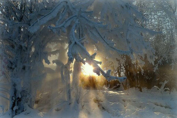 Zimowe piękno drzew w szronie