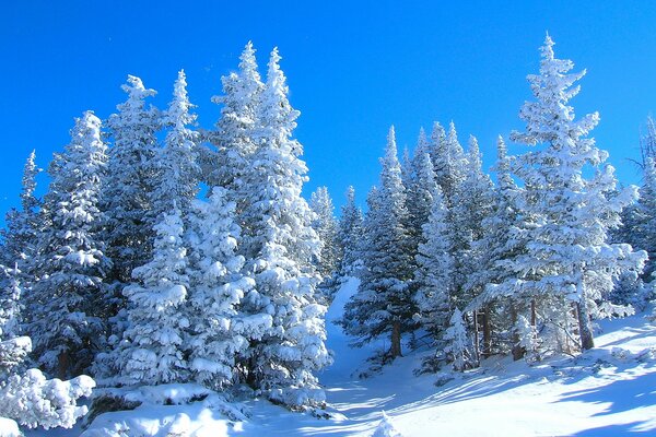 Bosque de invierno en la ladera de la montaña