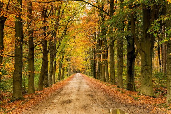 Die Straße im Herbstpark entlang der Pfützen