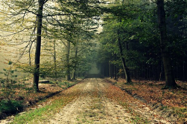 Chemin de terre dans la forêt d automne