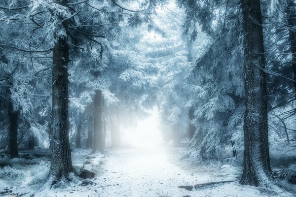 Camino de invierno en el bosque en la niebla
