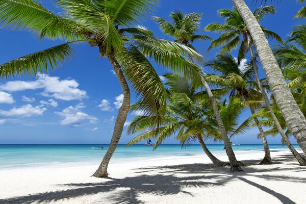 Sprawling palm trees cast a shadow on the white sand of the sea coast