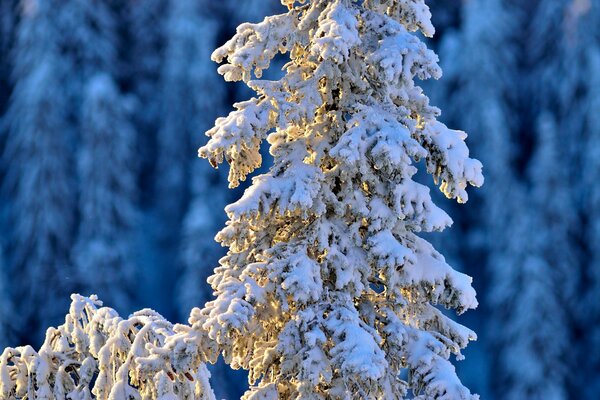 Spruce covered with white snow