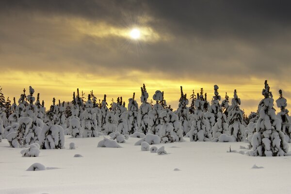 The sleeping winter forest is beautiful