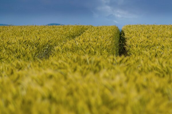 Im Sommer wird das Feld nur nicht gesägt. oh, es wird in der Ferne blau