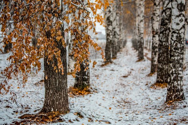 Cold late autumn in the city