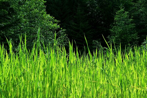 Schöne grüne Sommerlandschaft