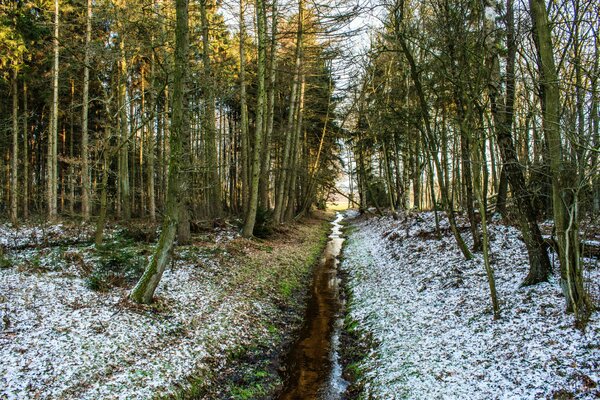 A small stream in the spring forest