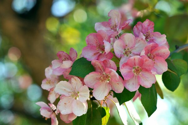 Macro shooting of pink flowers