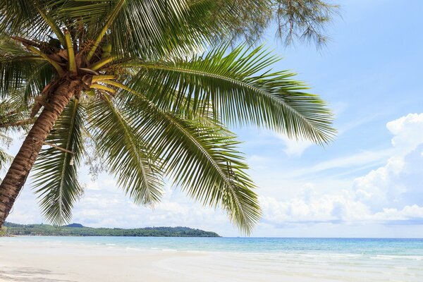 Der Himmel verschmilzt mit dem Meer. Die Palme wurde verdünnt