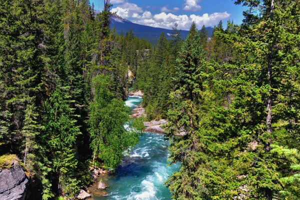 Fiume nel Parco Nazionale di Jasper