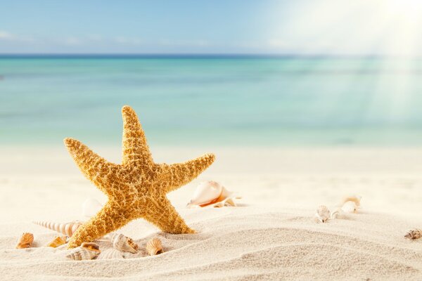 Starfish on a sandy beach