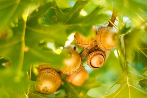 Muchas bellotas en una rama de roble