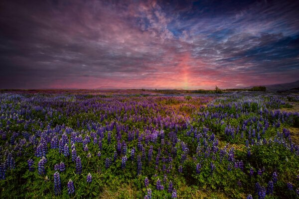 Tramonto infuocato sul campo di lupini