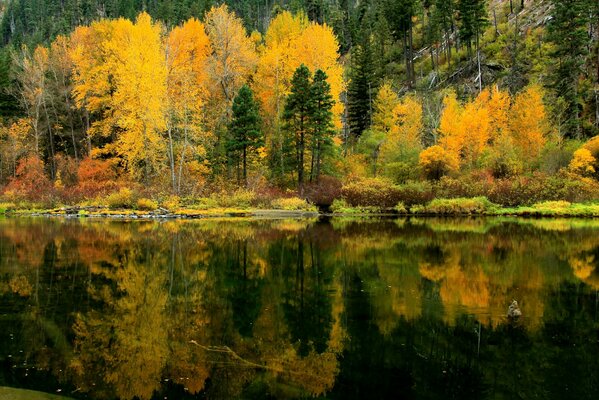 Reflexion im Wasser des Herbstwaldes