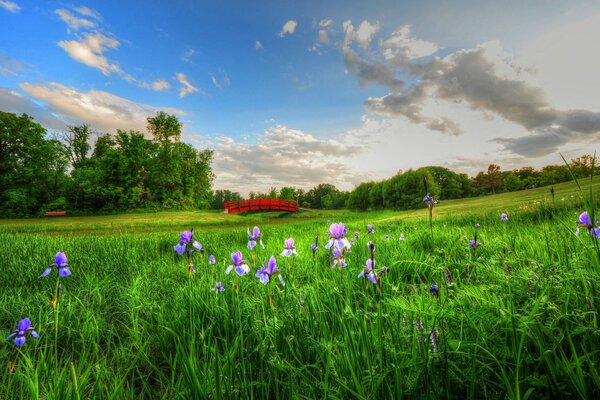 Flowers in the meadow and clouds in the sky