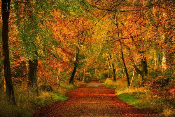 Autumn forest road. Autunno d oro