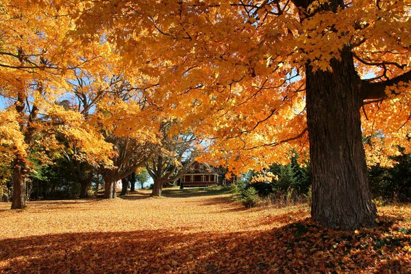 Kleines Häuschen im Herbst in einem Wäldchen