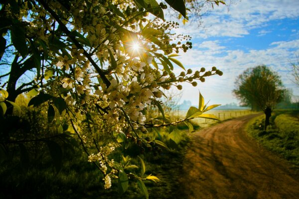 Bourgeons de printemps sur une branche sur un fond de feuillage