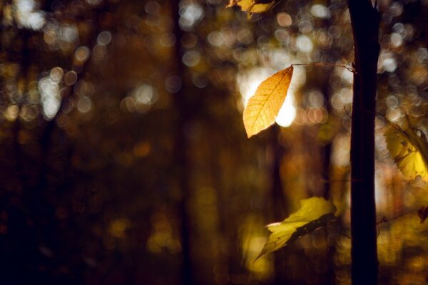 A yellow leaf on a tree. Autumn has come