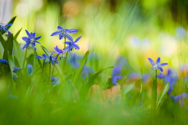 Blue flowers in green grass