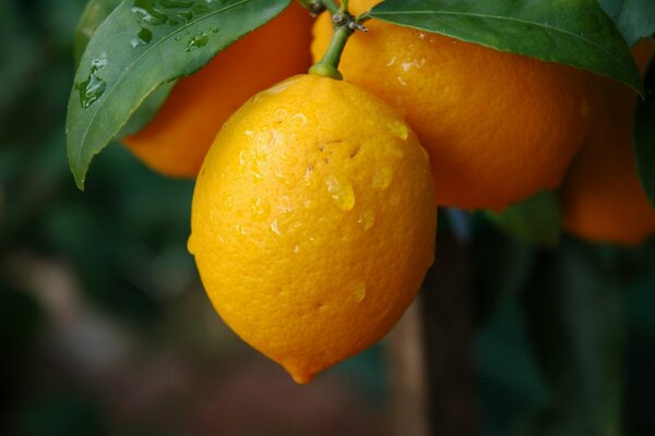 Droplets on the fruit of the lemon tree