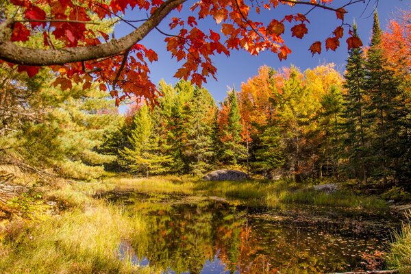 Teich auf dem Hintergrund der Herbstlandschaft