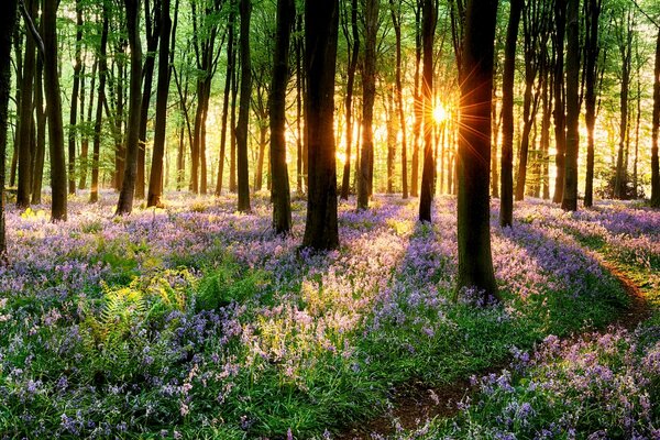Spring sunset in a blooming forest