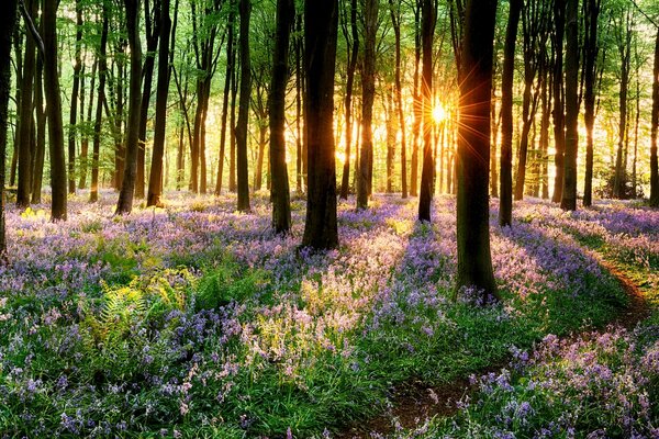 Puesta de sol de primavera en un bosque en flor