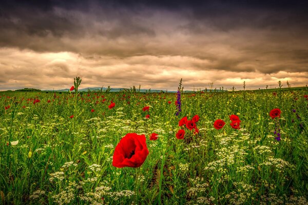 Wildflowers waiting for the sun, through dense clouds