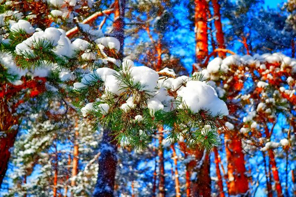 Las sosnowy. Zimowy las! Piękna zima!