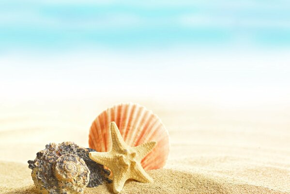 Hermosas conchas marinas en la playa de arena