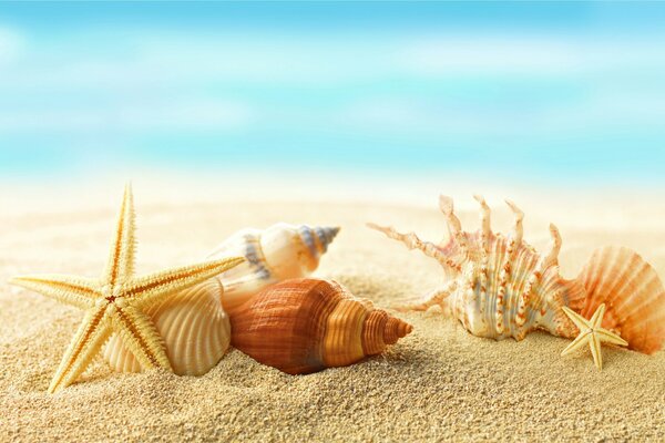 Seashells and stars on the seashore