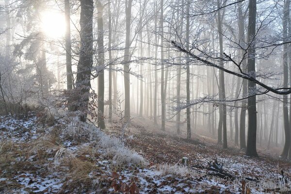 Winterdampf im Wald