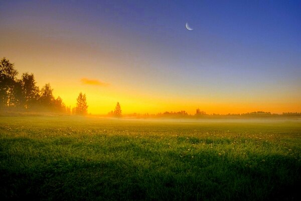 Evening mist in a field of dandelions