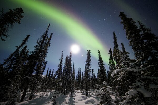 Aurora boreale nel Parco Nazionale di Denali