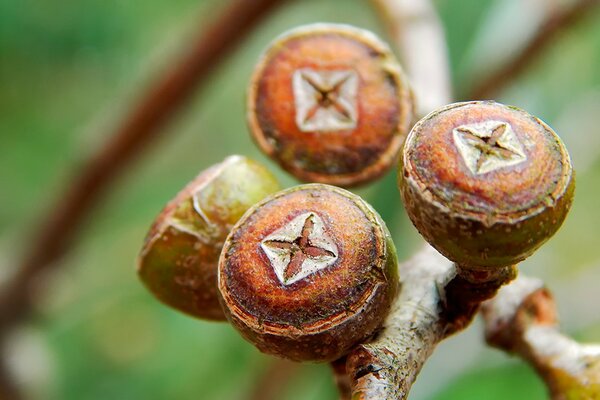 Eccalyptus the birth of new