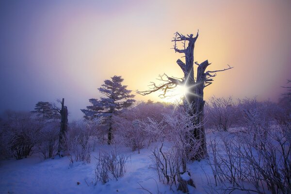 Mañana de invierno en el bosque cubierto de nieve